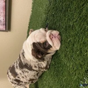 English bulldog