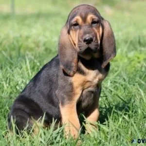 Well Trained Bloodhound Puppies