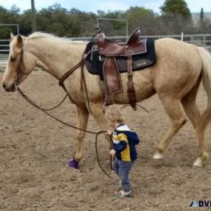 Stunning Handy Broke Dappled Palomino Mare