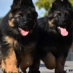 AKC Registered Male and Female German Shepherd Puppies