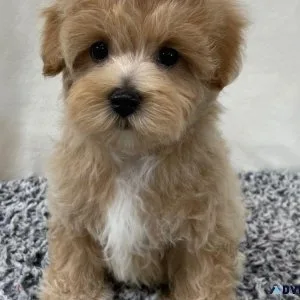 Teddy Bear Maliti Poo Toy Poodle Miniature Puppies - GIrls
