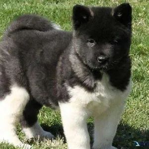Home raised Akita puppies available
