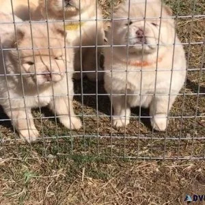 Gorgeous AKC Chow Chow puppies For Sale