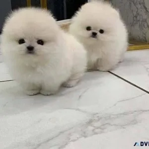 Teacup pomeranian