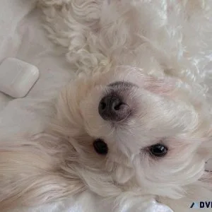 Maltese x Poodle(Toy Maltipoos)