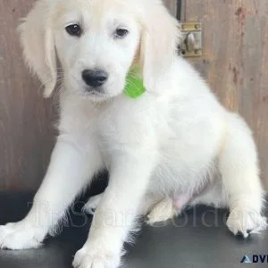 Sweet English Golden Retriever Puppies