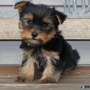 Yorkshire Terrier
