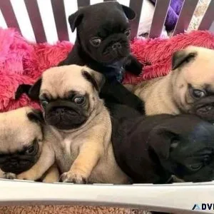 Affectionate Pug Puppies Available.