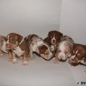 American Pocket Bullies
