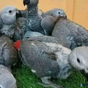 Tame Trained Smart Sweet Cuddly Congo African Grey Babies