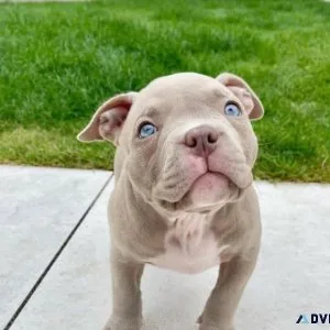 American bulldog available at affordable price