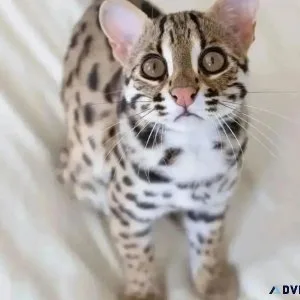 KY Bengal kittens for sale