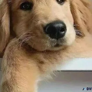 Well Trained Golden Retriever Pups
