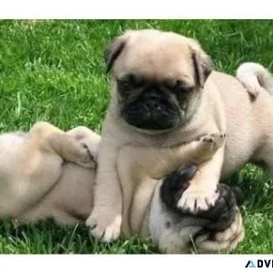 swrwer 3 Pug puppies for Sale