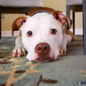 Exploring Animal Welfare Week - Pet Clinic in Watertown WI