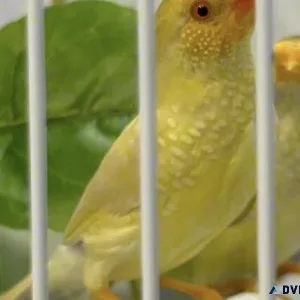 Yellow Face Star Finches