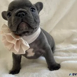 French bulldog puppies available