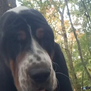 Basset Hound Puppy in NC - Female - Ready for new family