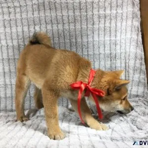 Shiba Inu Puppy for Rehoming