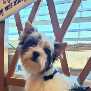 Biewer Terrier