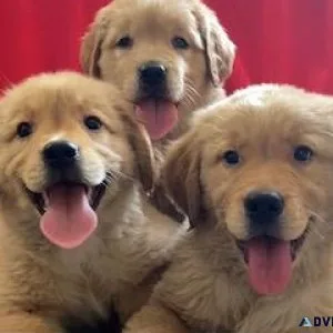 Golden Retriever puppies