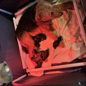 Purebred Airedale Terrier Puppies