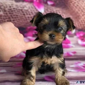 yorkie puppies for sale near me