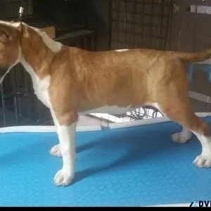 Bull Terrier female