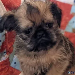 Home trained Brussels Griffon Puppies
