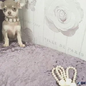 Small Chihuahua Puppies For Sale