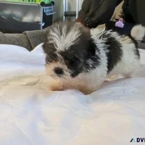 Male Shichon puppy for Sale( Teddy Bear puppy)