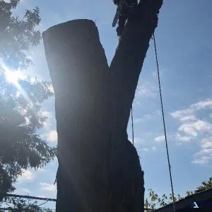 PROFESSIONAL TREE REMOVAL SERVICE TORONTO  647-498-7788