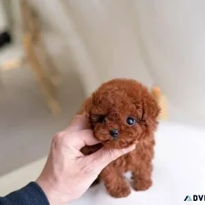 TOYPOODLES
