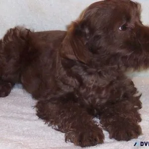 Miniature Schnauzer Puppies