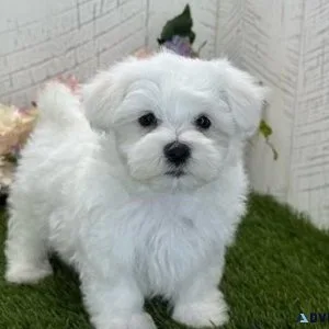Beautiful Maltese Puppies.