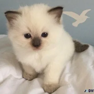 Friendly and Playful cute Ragdoll Kittens.....