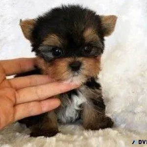 Gorgeous Tiny YorkiePoo Puppies