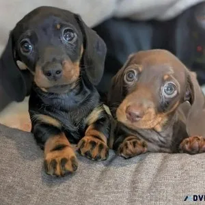 Dachshunds Puppies