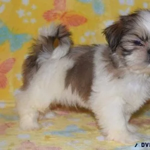 Lovely Shih Tzu Puppies For Sale