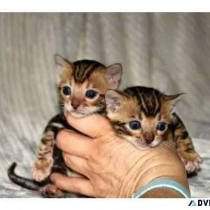 FHW2 Bengal kitten for Sale