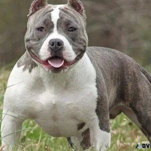 Puppy Pitbull