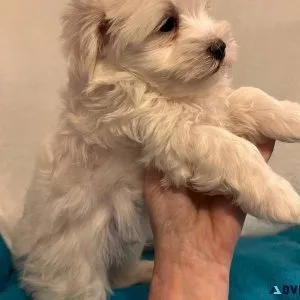 vhy  Charming MALTIPOO  puppies