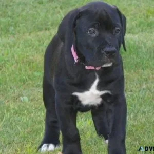 Home raised South African Boerboel Puppies