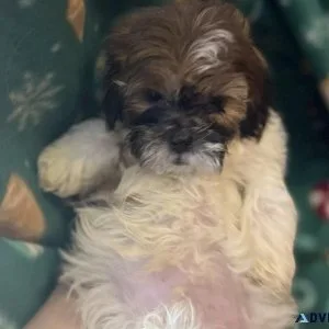 Adorable Shih-Tzu Puppies