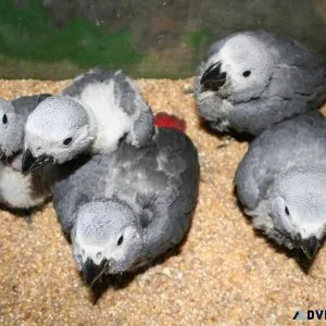 Super Friendly Babies African Grey Parrots Available.