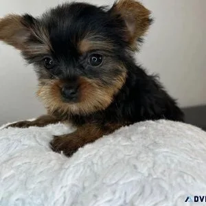 Yorkies puppies available