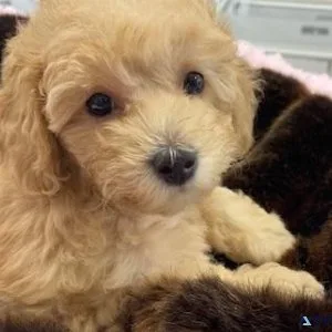 PURE TOY POODLE PUPPIES