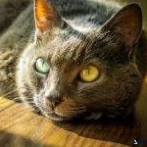 All Paws Animal Hospital - Veterinarians in Eau Claire WI