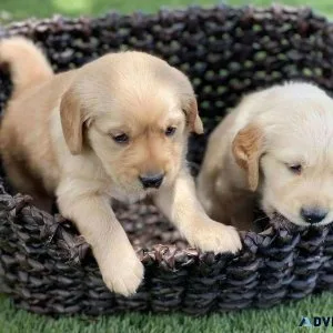 Adorable golden retriever puppies for sale
