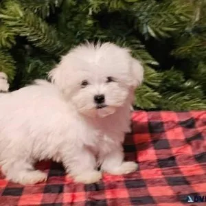 Charming Maltese puppies